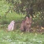 chatmenhir